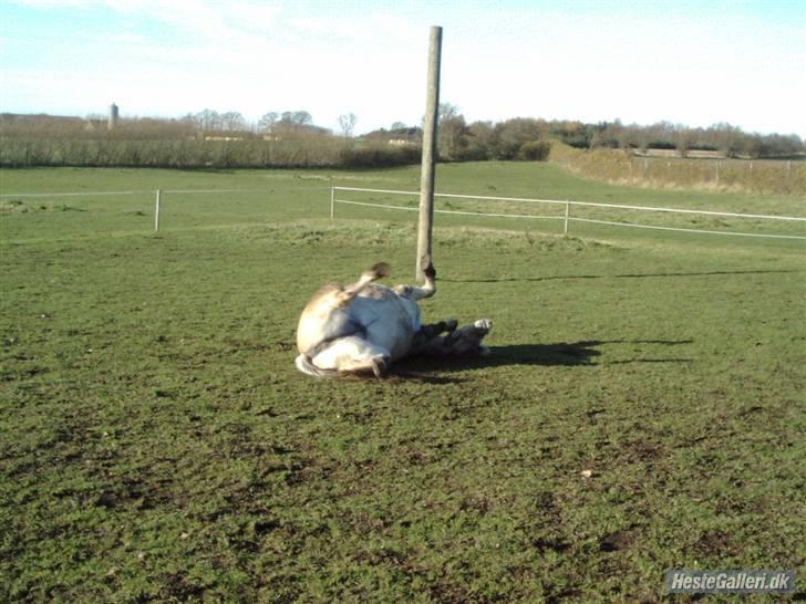 Fjordhest Bakkebo´s Thekla (savn) - Hejsa, Mit navn var Thekla<333 billede 1