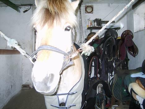 Fjordhest Bakkebo´s Thekla (savn) - dette billede blev taget ca. taget 10 min inden at hun blev hentet. for jeg kan huske at jeg stod og stor græd da det blev taget!! billede 2