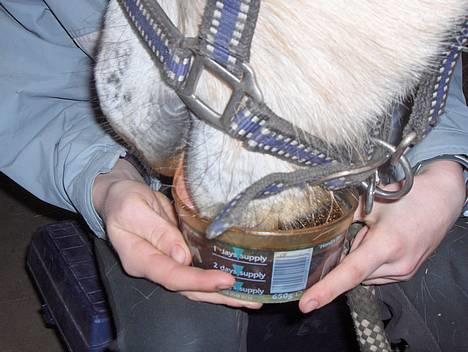 Fjordhest Bakkebo´s Thekla (savn) - her er min sliksten findes der noget bedre!! det synes Maria.. hun synes at jeg er meget bedre!! billede 8