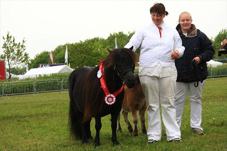 Shetlænder Pamela v.d Englenhof - Foto taget af : Ida Hjortholm billede 17