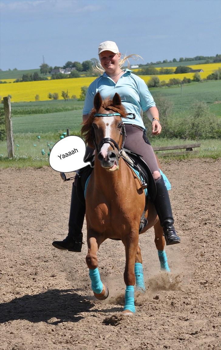 Anden særlig race Bjerregårdens Sandra - *20*  "Glæde og Frihed findes når vi rider på en sti af solskin uden bøjler og tøjler"      Jeg elsker dig virkelig  Fotograf Jonas Hyldgaard billede 19