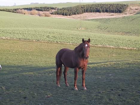 Dansk Varmblod Windy   - *9* billede 9