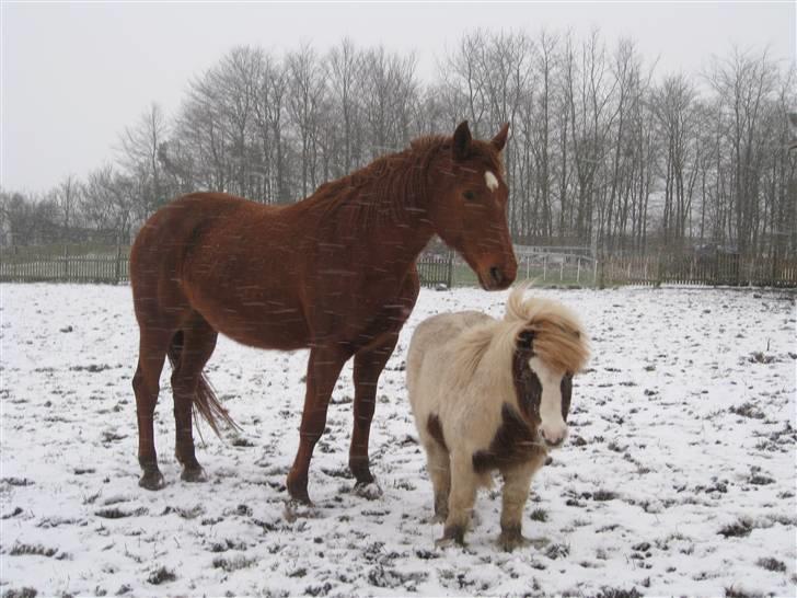 Dansk Varmblod Windy   - *10*  Windy og Mads billede 10