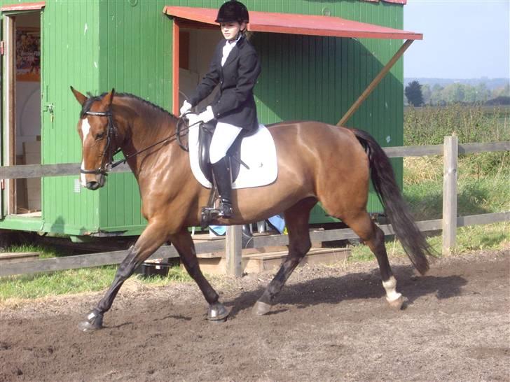 Oldenborg Fie <33 † - Fie og mig , dressur . d. 7 oktober 2007 <3 billede 19