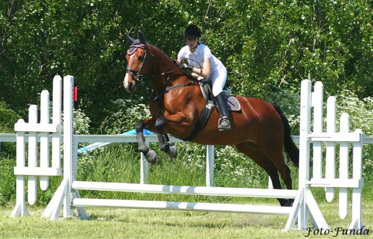 Oldenborg Fie <33 † - Min lille spring hest . Vores første fejl fri hovedrundte. Hun kan sagtens . bare mig der ikke tør. Her er det 3/4 gang hun springer  ude billede 20
