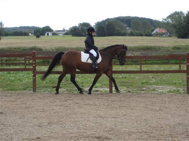 Anden særlig race Lizette - Til stævne på holevang :P billede 5