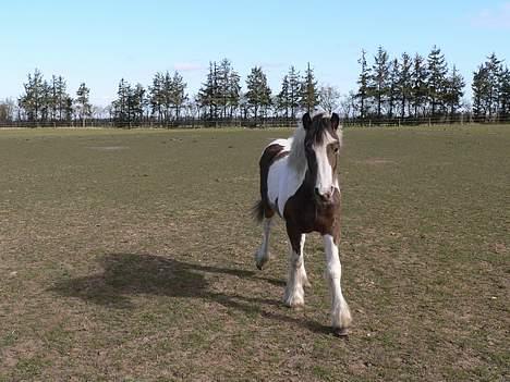 Irish Cob Frydendal's Liothlaith billede 16