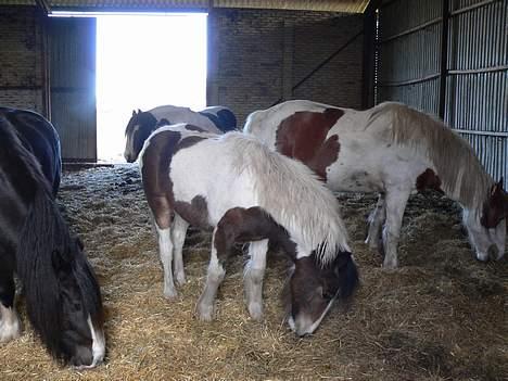 Irish Cob Frydendal's Liothlaith billede 17