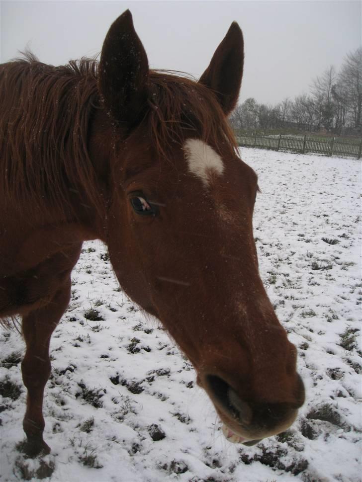 Dansk Varmblod Windy   - *12*  " Moar se lige min ene tand!" billede 12