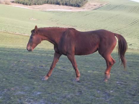 Dansk Varmblod Windy   - *13* billede 13