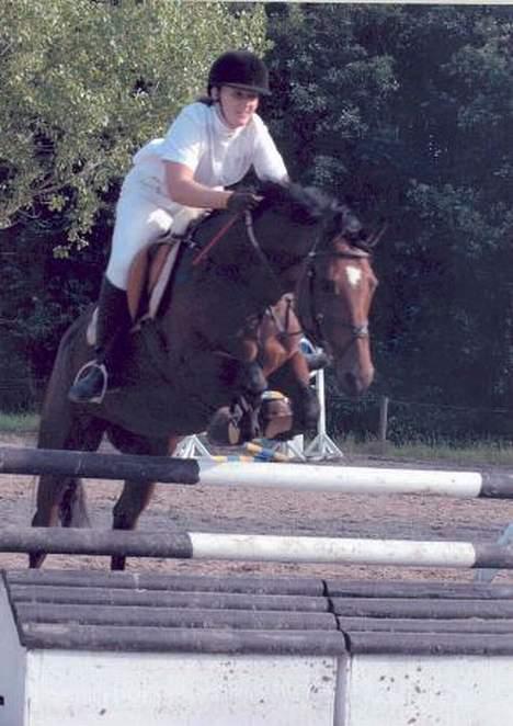 Dansk Varmblod Michella (Aflivet) billede 8