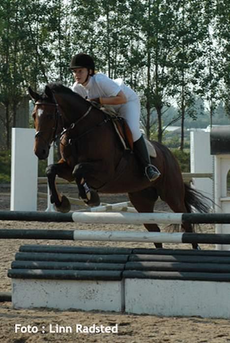 Dansk Varmblod Michella (Aflivet) billede 9