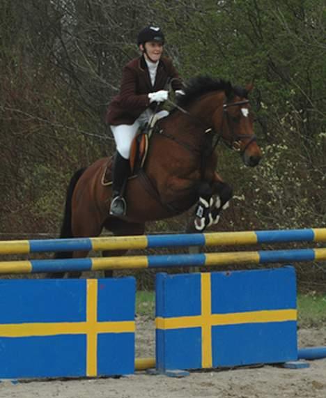 Dansk Varmblod Michella (Aflivet) billede 10