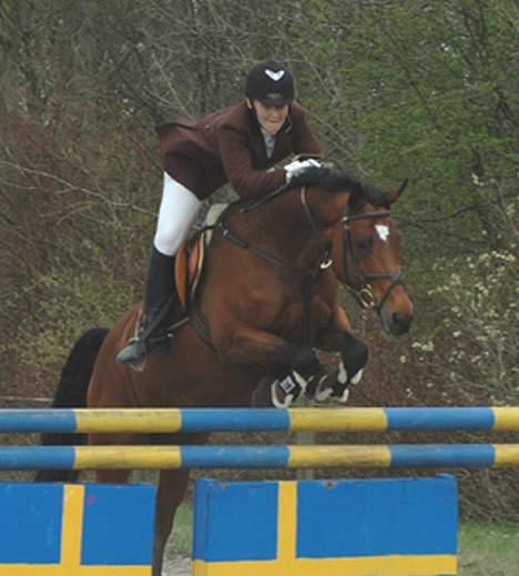 Dansk Varmblod Michella (Aflivet) billede 11