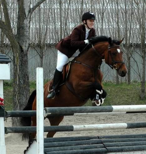 Dansk Varmblod Michella (Aflivet) billede 12