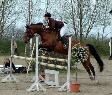 Dansk Varmblod Michella (Aflivet) billede 13