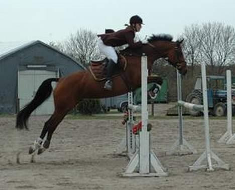 Dansk Varmblod Michella (Aflivet) billede 14