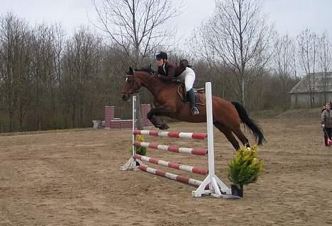 Dansk Varmblod Michella (Aflivet) billede 15