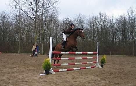 Dansk Varmblod Michella (Aflivet) billede 16