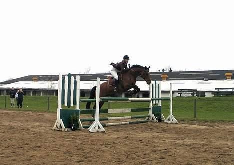 Dansk Varmblod Michella (Aflivet) billede 17