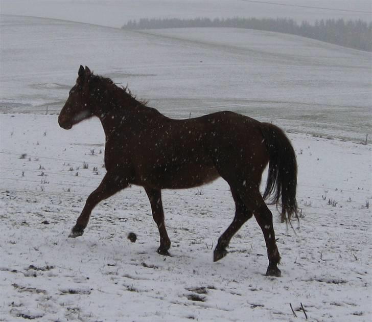 Dansk Varmblod Windy   - *14*  Trav billede  billede 14