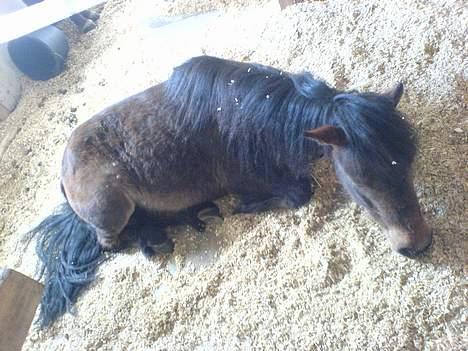 Anden særlig race Timon - aaaa... dejligt med en lur billede 7