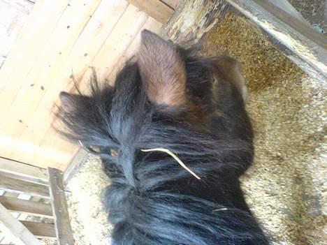 Anden særlig race Timon - er det nu jeg skal på fold?? ;P billede 9