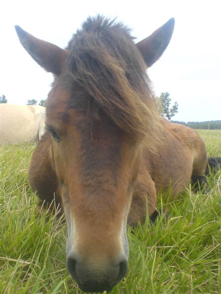Anden særlig race Timon billede 10