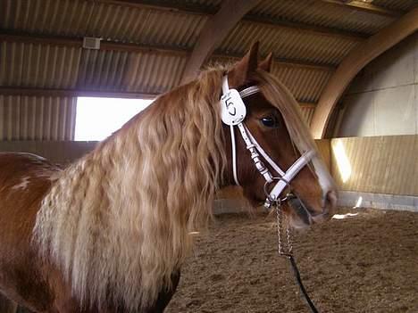 Tinker Red Aicha - Kåring 2007 med mandel - øjne :) billede 10