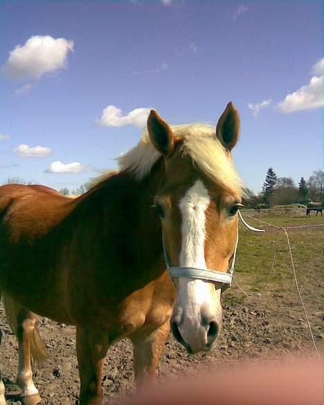 Haflinger Bayla billede 18