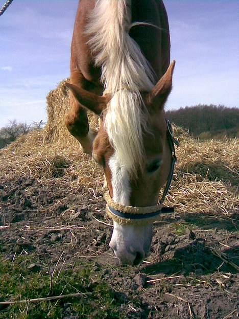 Haflinger Bayla billede 20