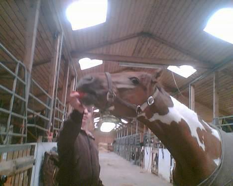 Pinto ferdinand SOLGT :)  - giv miq den ! arrh lidt strækøvelser. billede 4