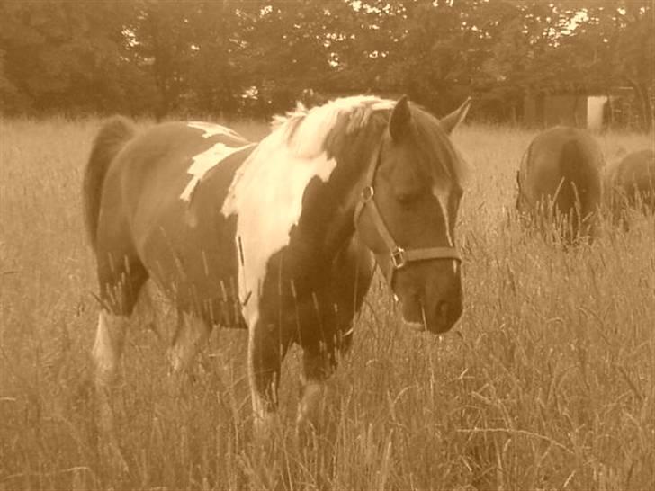 Pinto ferdinand SOLGT :)  - på sommergræs billede 5