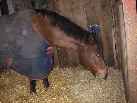 DSP Barbette - så nu æder man igenxD billede 8