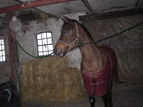 DSP Barbette - barbette pigen<333<3<333<33<33<33<33<33<33<3<33<33<33<3<3<3<3<3<3<333<3 billede 11