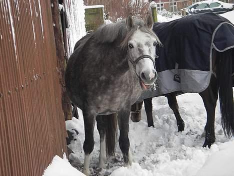 DSP Barbette - barbette og venindenXD de to kan aldrig skilles ad<3 billede 12