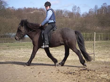 Islænder Pipar fra Gl. Ladegård 2 - Trav [taget af min mor] billede 19