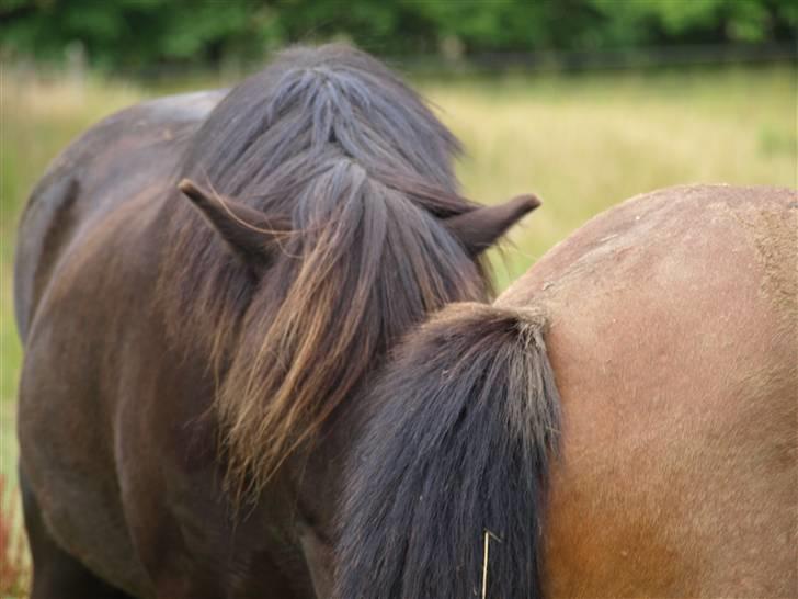 Islænder Pipar fra Gl. Ladegård 2 - Pipars fine ører [taget af min mig] billede 20