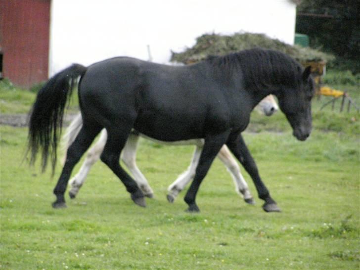 Oldenborg Junker - 14/9 08  billede 18