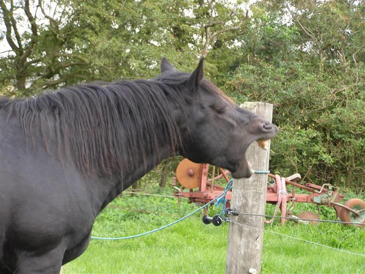 Oldenborg Junker - 14/9 08  billede 19