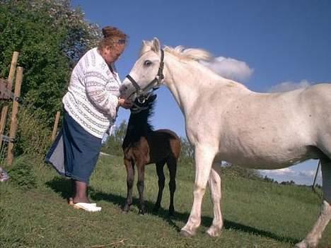 Dartmoor Frydenlunds Nekita billede 9