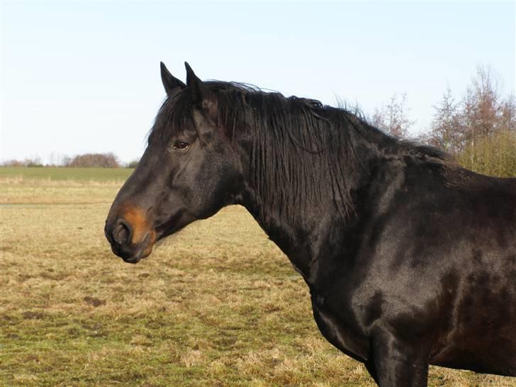 Oldenborg Junker - 14/2 09 billede 20