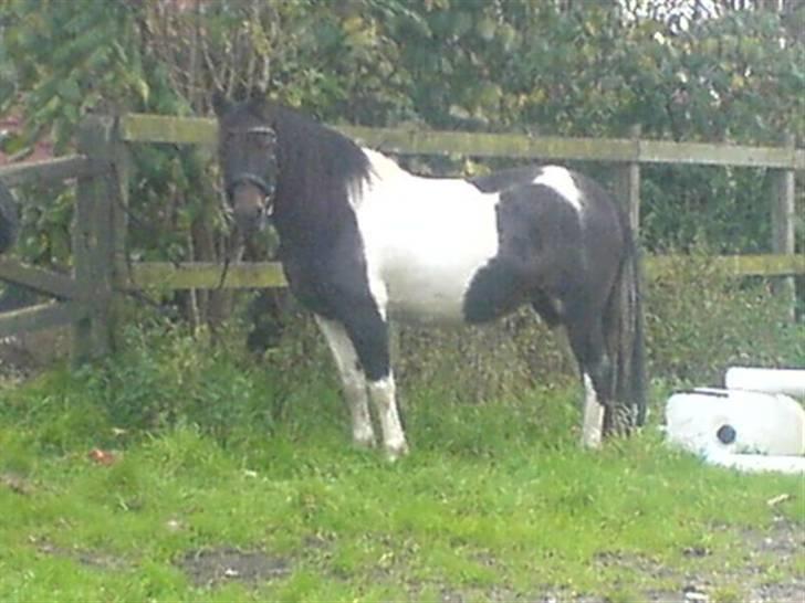 Pinto Solvej †   - Gi´ mig dit hjerte  og jeg vil gi´ dig magi.  billede 3