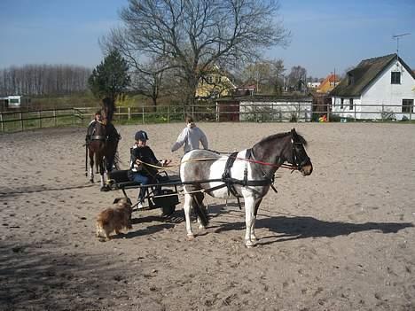 Pinto Solvej †   - Når du går er der kun tomheden tilbage.  Når du går venter jeg kun på at du kommer tilbage.   billede 5