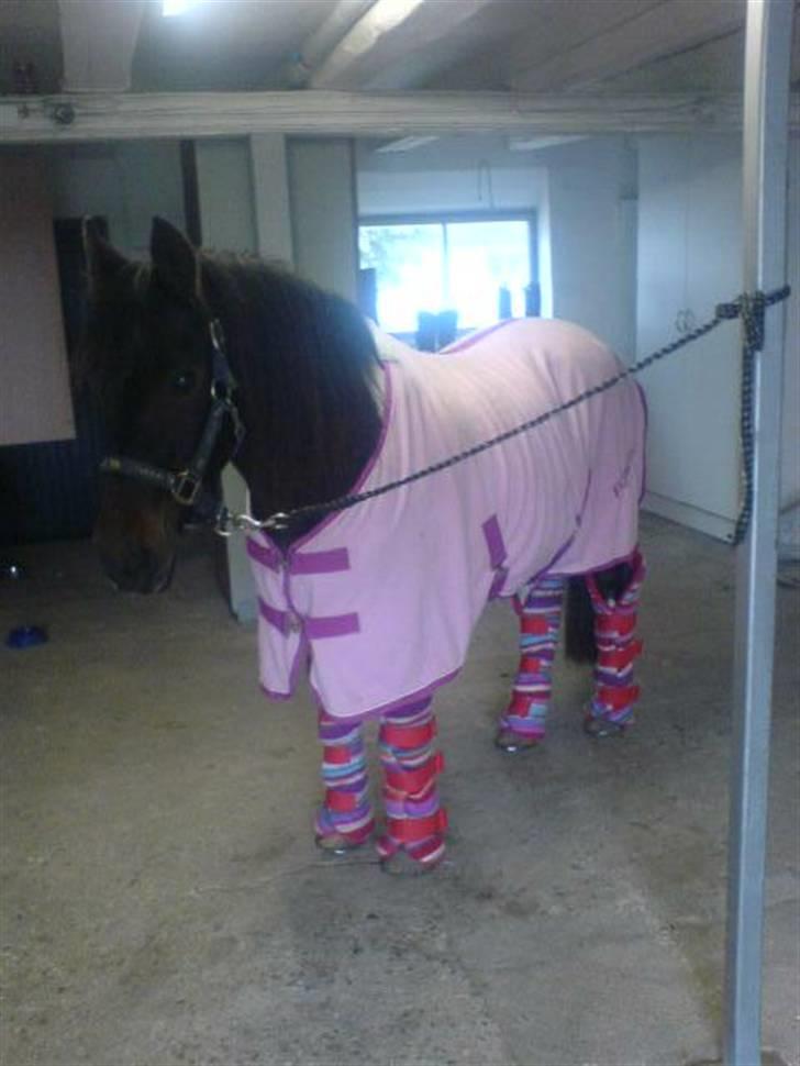 Pinto Solvej †   - Tror du på engle ?  Jeg er sikker på at de findes  Jeg så en i nat  billede 6