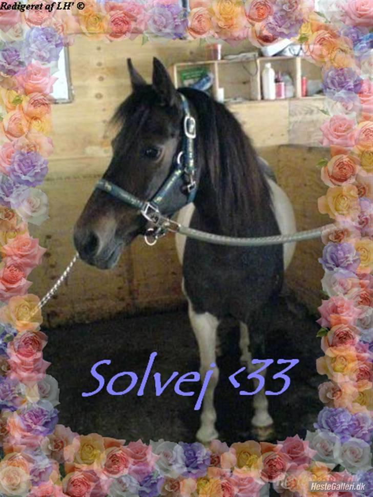 Pinto Solvej †   - Jeg har gjort alt for at blive fri  Men uanset hvad jeg gør  Så kan jeg ikke glemme dig  billede 8