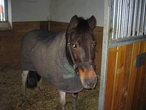Pinto Solvej †   - Lykke er et kærtegn  Når man har allermest brug for det  Lykke er at være til  billede 10