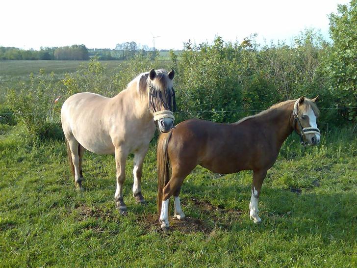 Welsh Mountain (sec A) Benborgs Surprice <3 - Hun er bare såå søøød..<3<3 billede 9