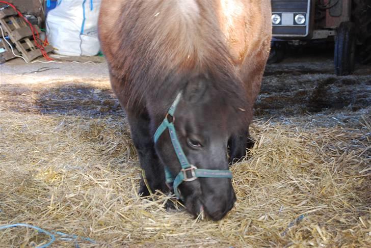 Shetlænder Miranda † - Too young to die  too old to cry too much in love  to say goodbye. billede 3