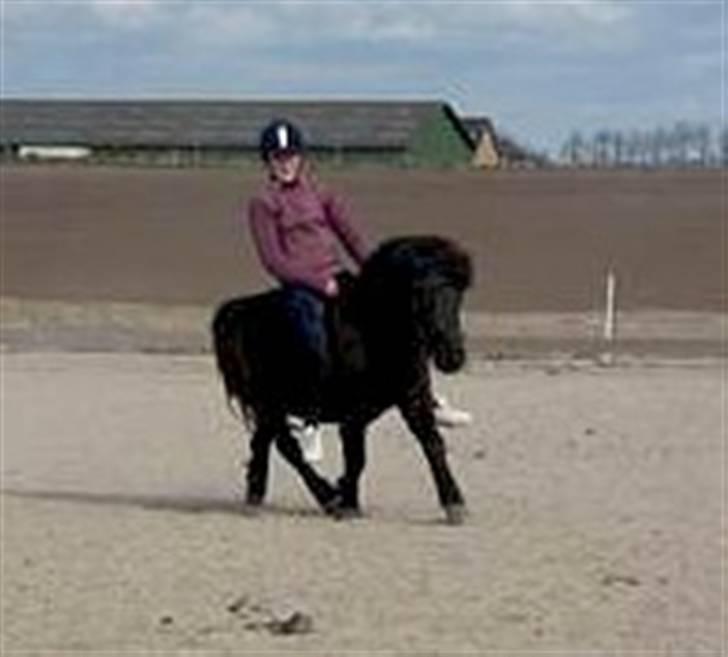 Shetlænder Miranda † - Den lille tåre som ingen ser, Falder altid mens andre ler, Men selvom den falder tyst til jord Betyder den mere end 1000 ord.. billede 7